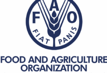 FAO Home-Based Jobs 2026 | Exciting Remote UN Career Opportunities